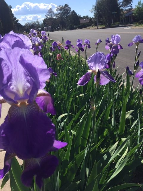 empress woman purple irises walk in nature