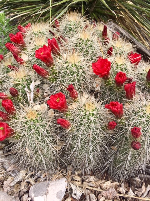 blooming cactus walk in nature