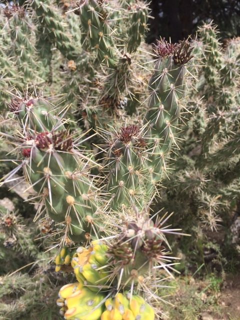 desert cactus walk in nature