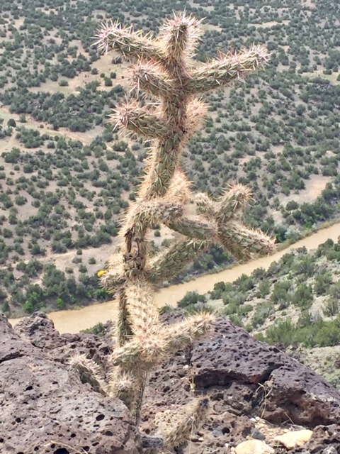 cholla plant walk in nature.