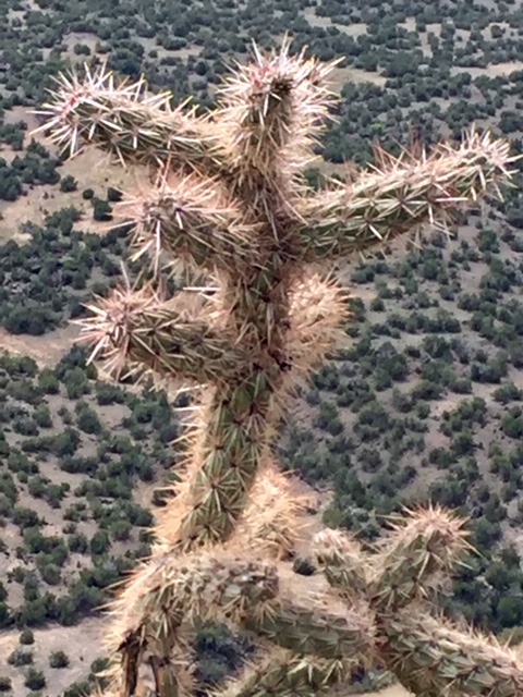 cholla plant friend walk in nature