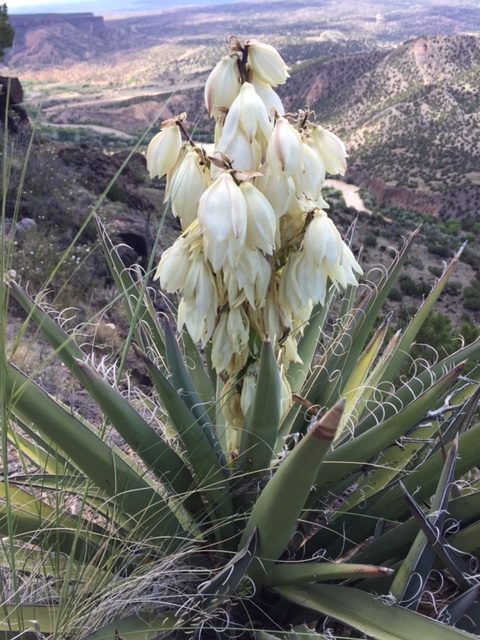 blooming yucca plant walk in nature